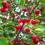 Mini višňa nízkokmenná (Prunus cerasus) ´PIEMONT´ - skorá, výška: 60-90 cm, kont. C5L 